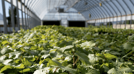 Inland Desert Nursery